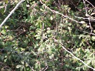 otte Scorciavacca20110306 127